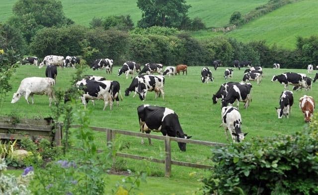 Di Balik Sepiring Makanan Kita: Analisis Mendalam Koneksi Peternakan dan Stabilitas Pangan Indonesia