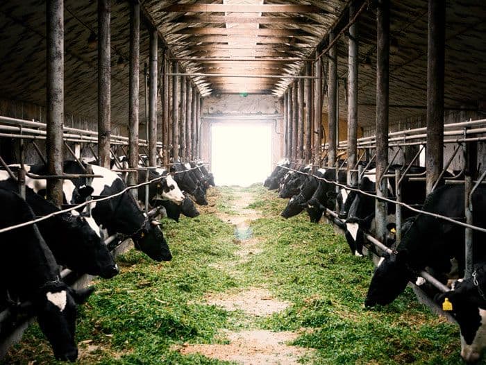 Mengurai Potensi Ekonomi Peternakan Kontemporer: Dari Tradisi Menuju Transformasi Digital